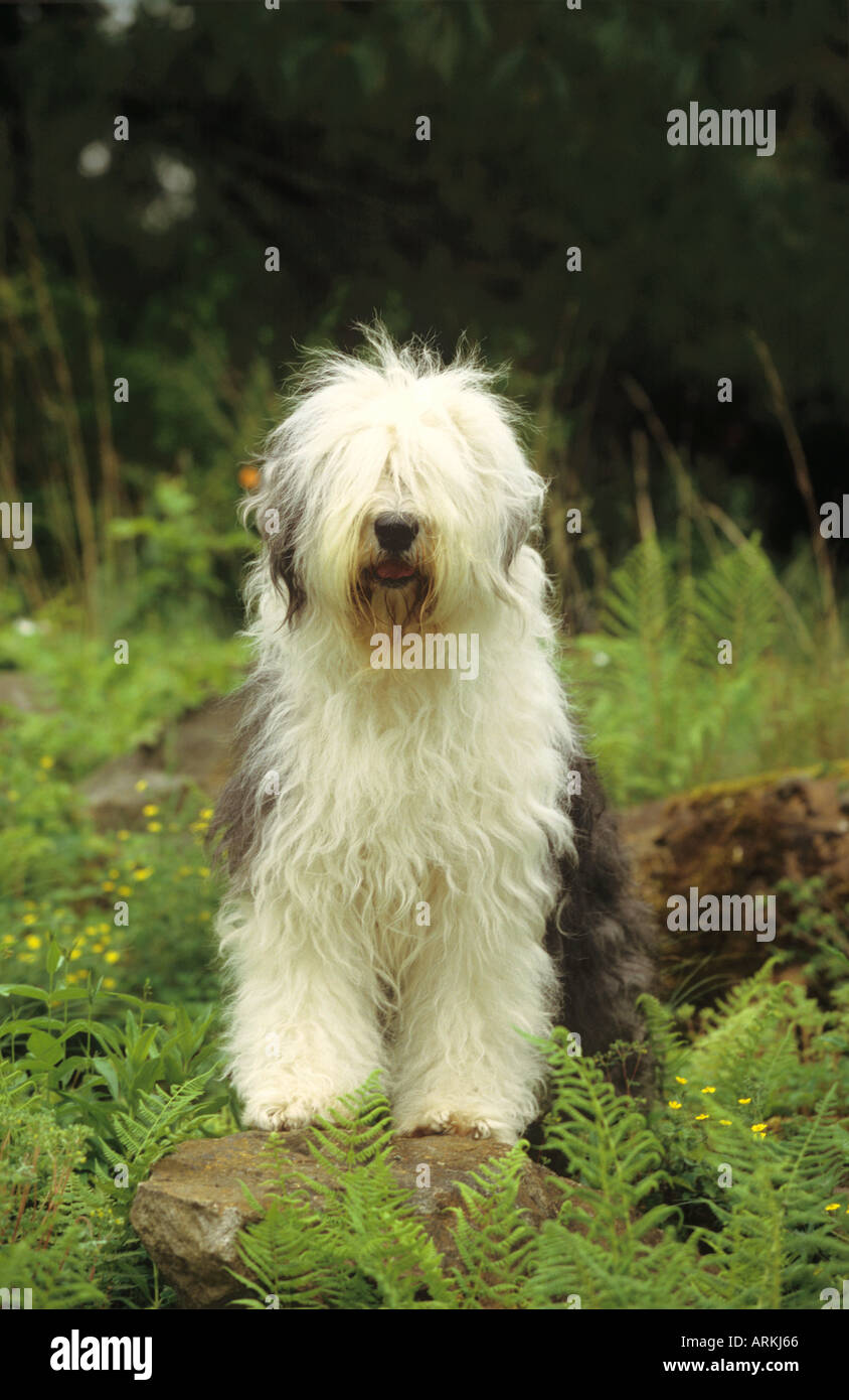 - Chien Bobtail debout avec ses pattes avant sur une pierre Banque D'Images