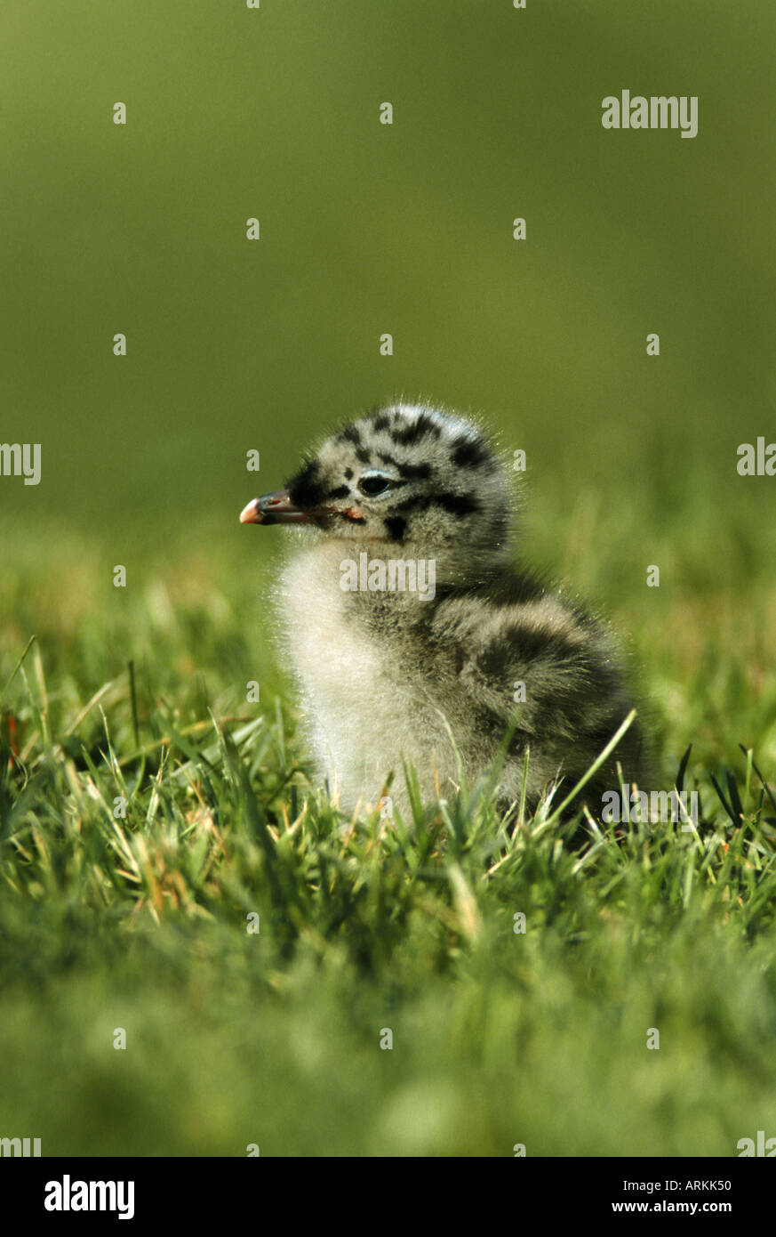 Mew gull - chick sur Larus canus / meadow Banque D'Images