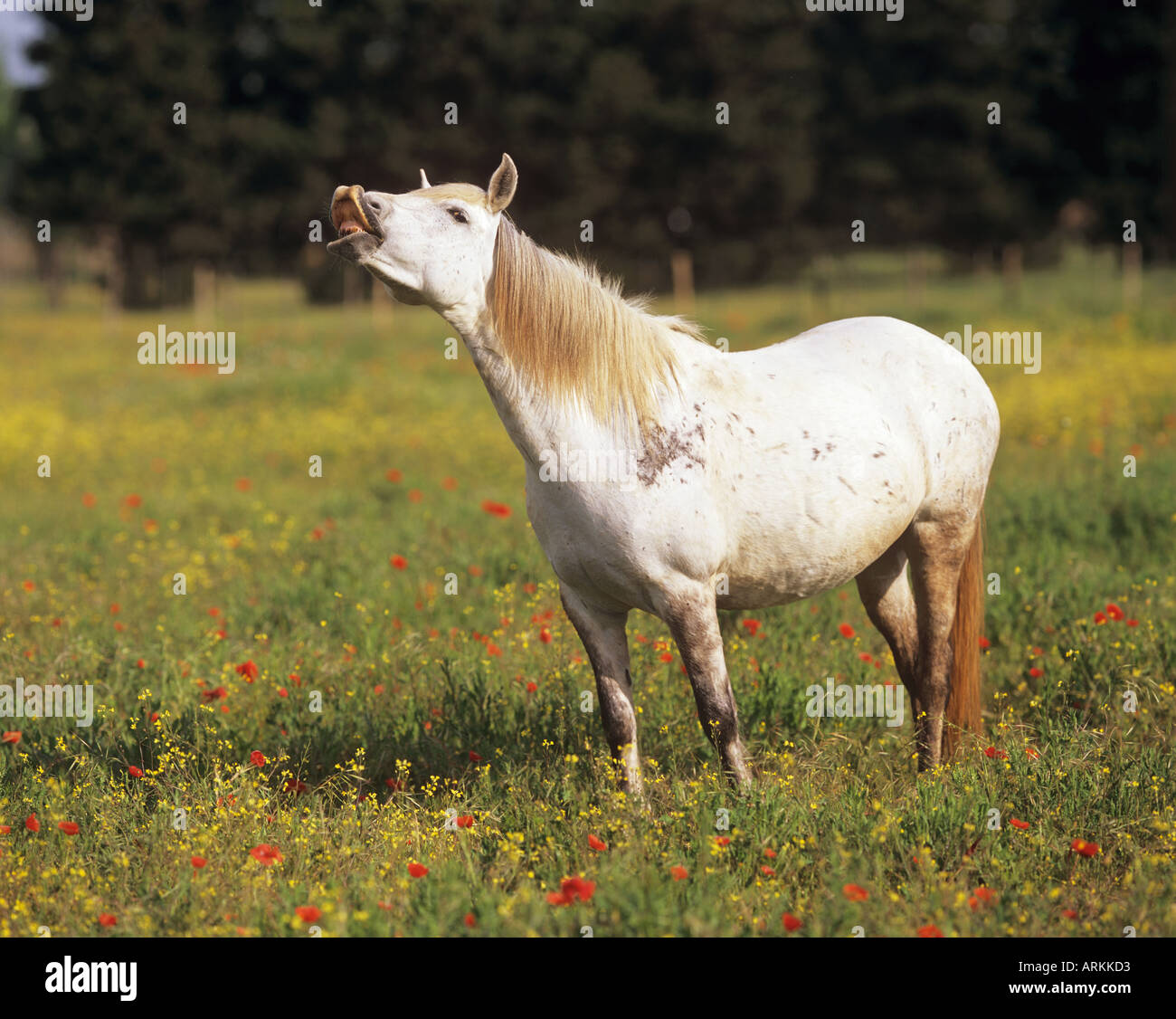 Cheval de Camargue debout sur une prairie à fleurs tout en faisant les jeunes hommes Banque D'Images