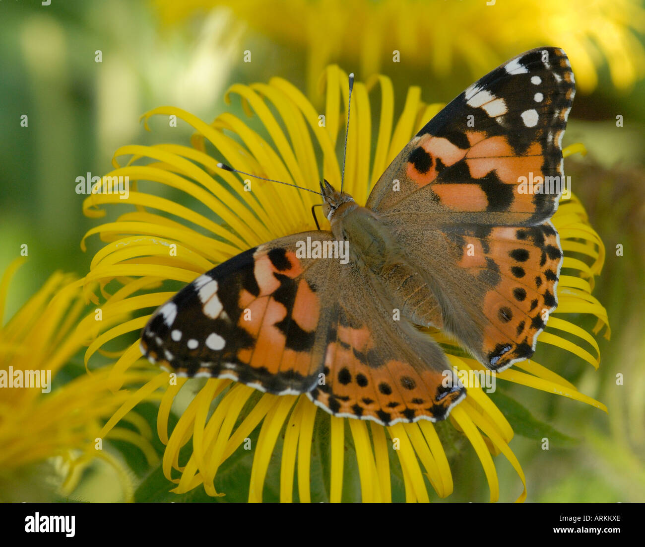 Une Belle Dame Vanessa cardui papillon avec des ailes ouvrir rss sur une fleur jaune Inula hookeri Banque D'Images