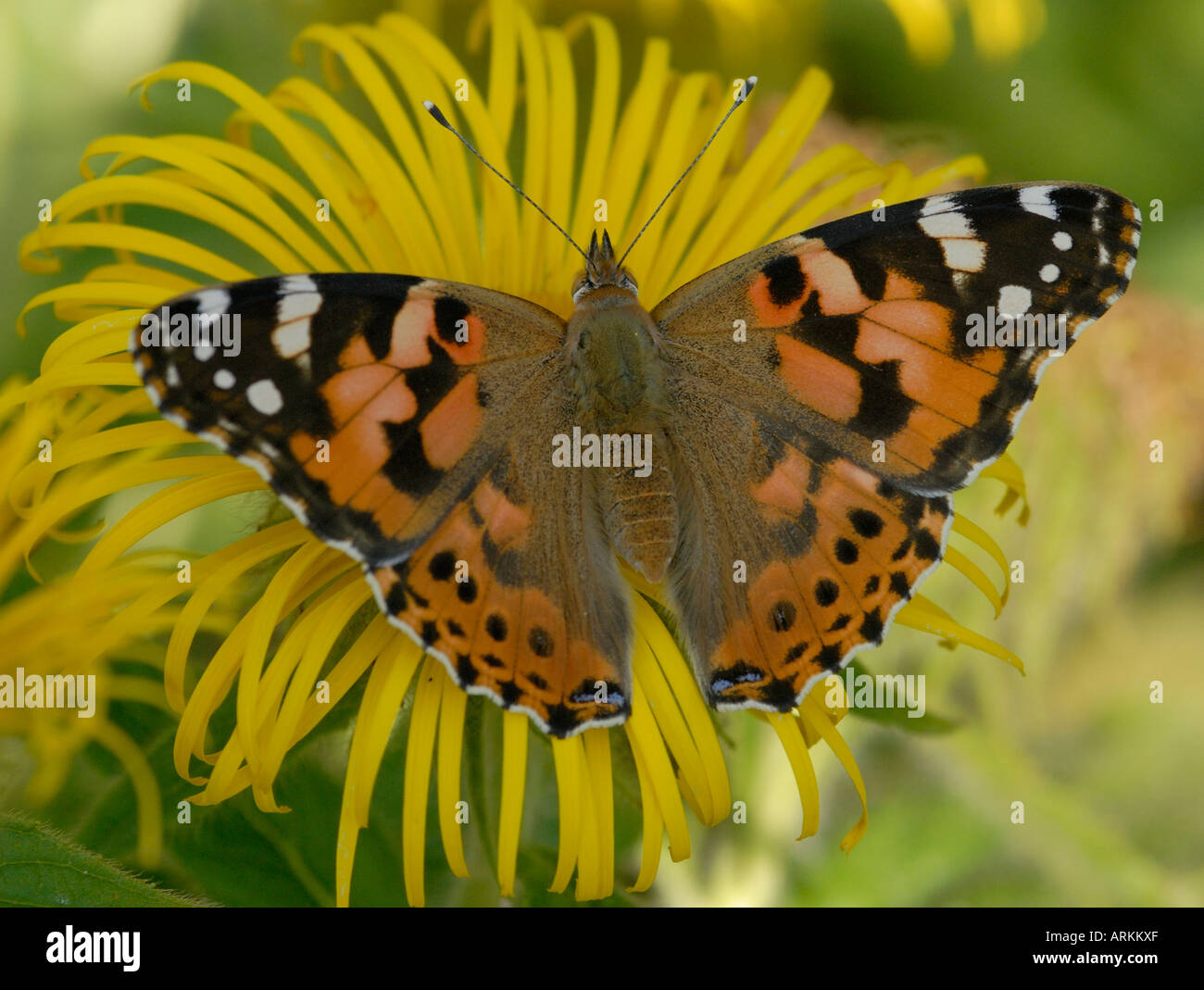 Une Belle Dame Vanessa cardui papillon avec des ailes ouvrir rss sur une fleur jaune Inula hookeri Banque D'Images