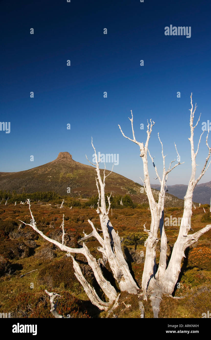 Le mont Pelion est 1433m, Cradle Mountain Lake St Clair National Park, une partie de zone de nature sauvage de Tasmanie, Tasmanie, Australie Banque D'Images