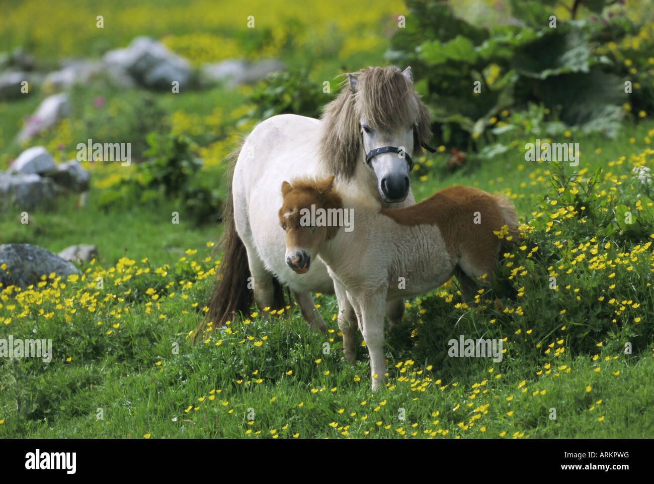 Deux poneys Shetland, Shetland, Écosse, Royaume-Uni, Europe Banque D'Images