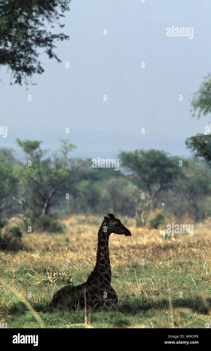 Giraffa camelopardalis rothschildii Banque D'Images