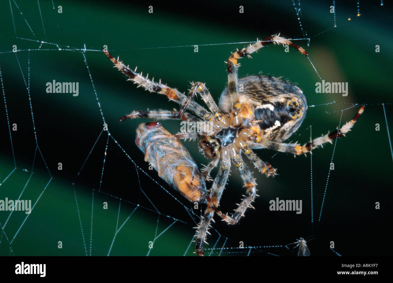 Cross orbweaver, jardin araignée, spider Araneus diadematus (croix), la préparation d'un vol stationnaire capturés Banque D'Images