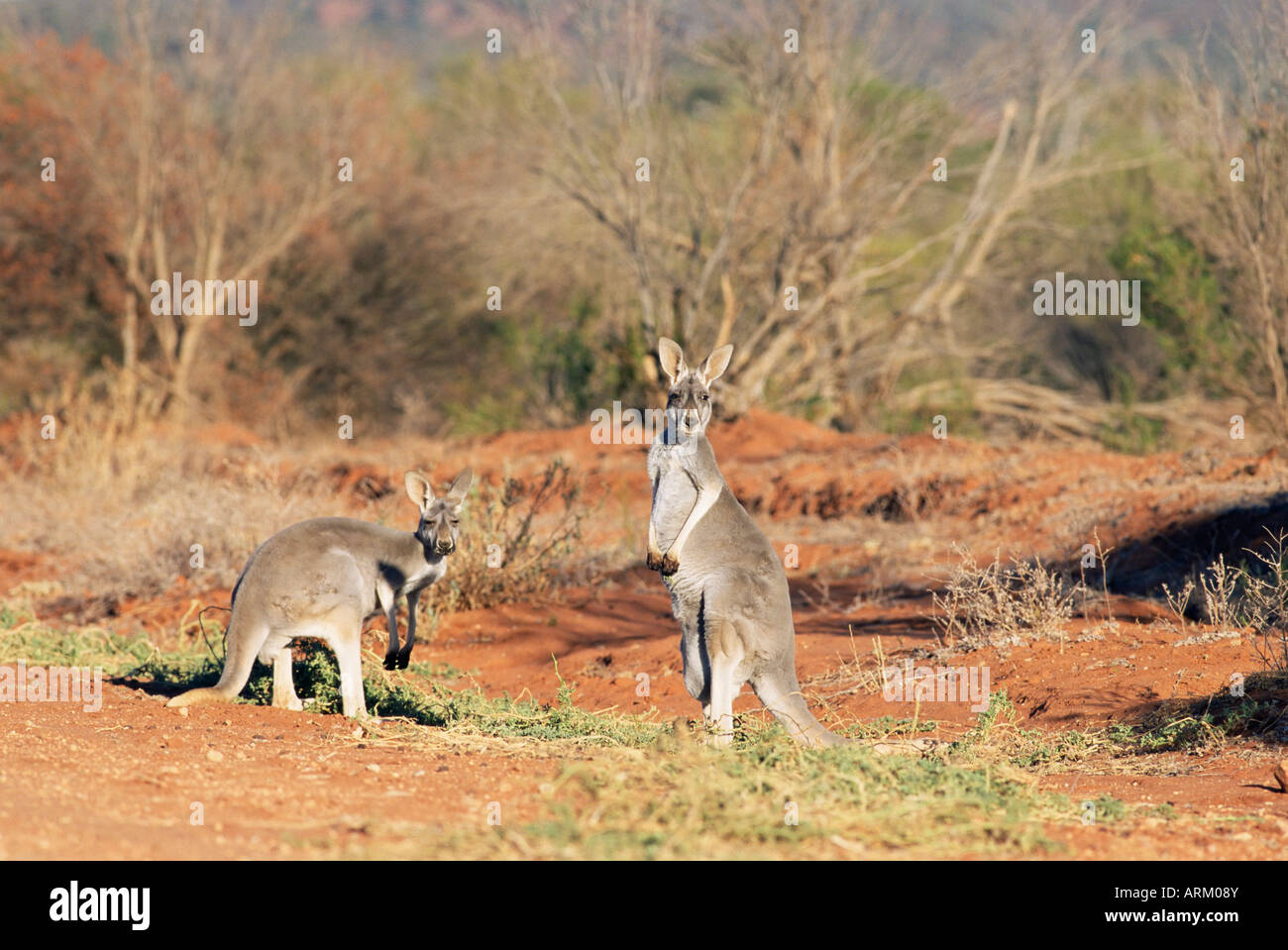 Deux kangourous rouges, Macropus rufus, le Parc National de Mootwingee, New South Wales, Australie, Pacifique Banque D'Images