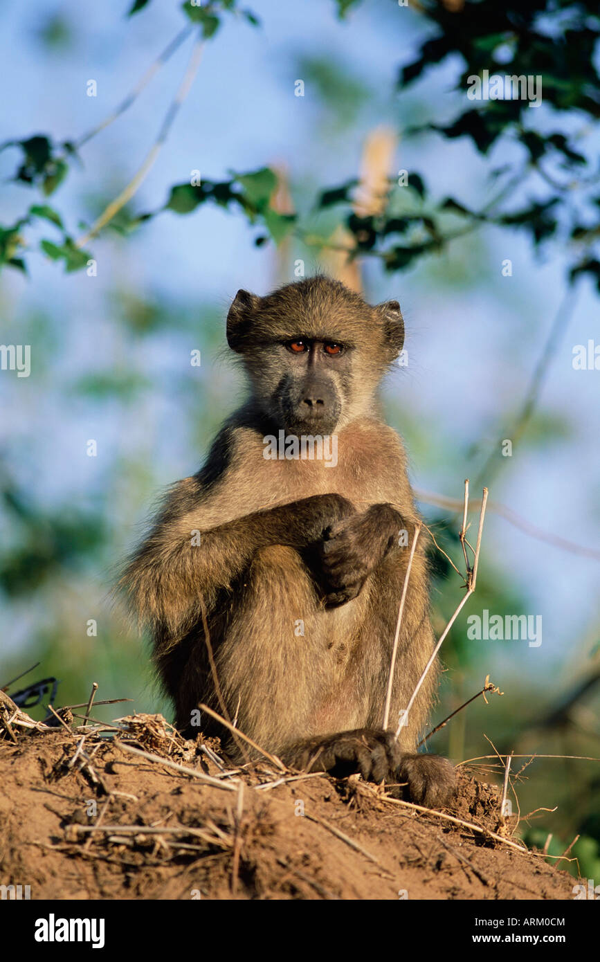 Babouin Chacma jeunes, Papio cynocephalus, Kruger National Park, Afrique du Sud, l'Afrique Banque D'Images