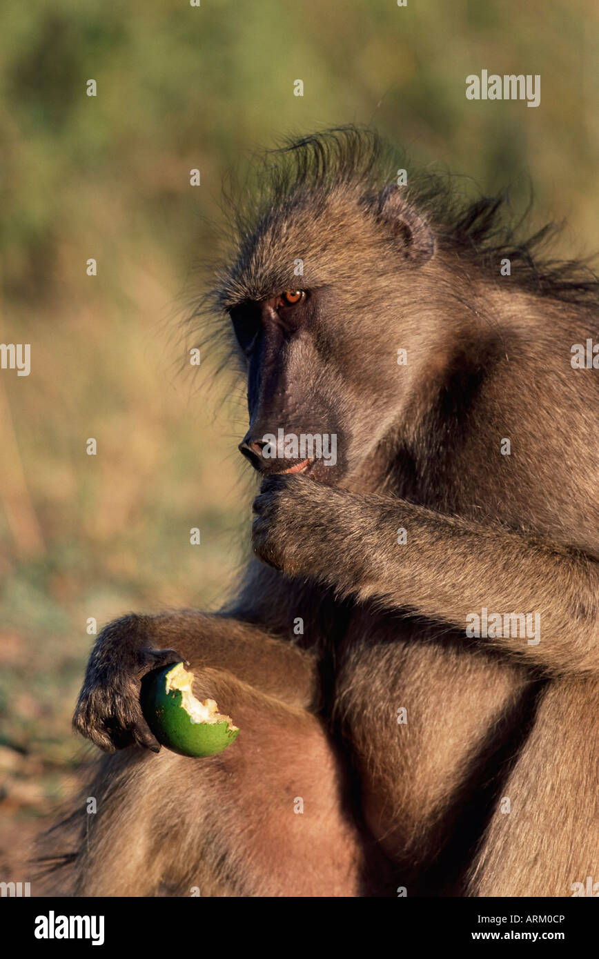 Babouin Chacma, Paplo cynocephalus ursinus, manger des fruits, Kruger National Park, Afrique du Sud, l'Afrique Banque D'Images