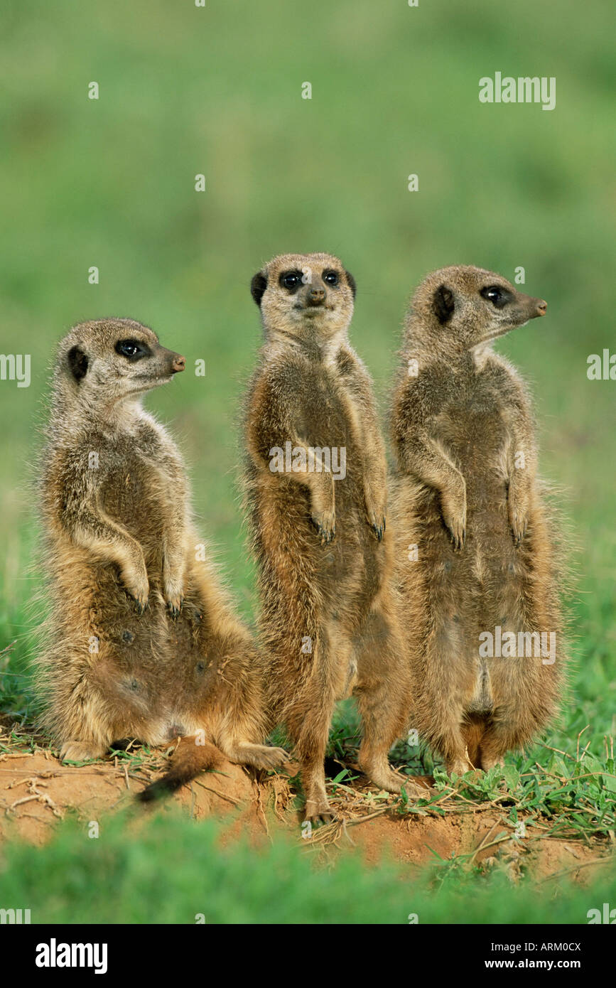 Les suricates suricates (trois), Lynx lynx, Addo National Park, Afrique du Sud, l'Afrique Banque D'Images