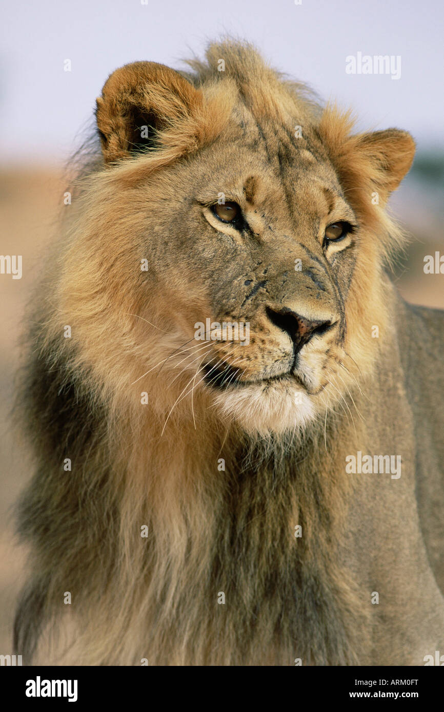 Lion, Panthera leo, Kalahari Gemsbok National Park, Afrique du Sud, l'Afrique Banque D'Images