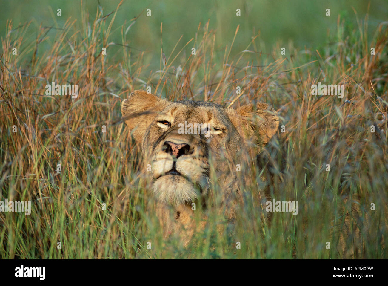 Lionne, Panthera leo, dans l'herbe, Kruger National Park, Afrique du Sud, l'Afrique Banque D'Images