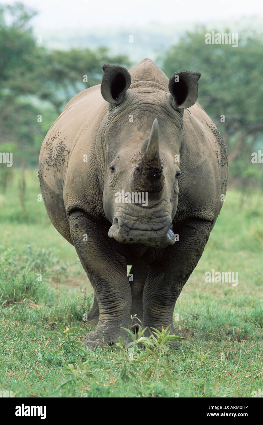 Le rhinocéros blanc (Ceratotherium simum), rhino, réserve naturelle de Mkuze, KwaZulu-Natal, Afrique du Sud, l'Afrique Banque D'Images