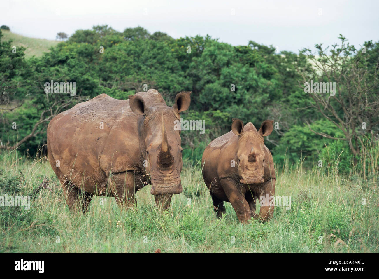 Le rhinocéros blanc (Ceratotherium simum), rhino, mère et son petit, Itala Game Reserve, Afrique du Sud, l'Afrique Banque D'Images