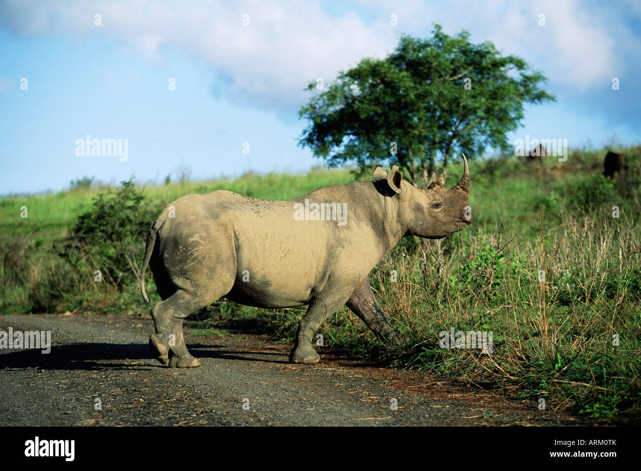 Le rhinocéros noir (rhino), Ceratotherium simum, Itala Game Reserve, Kwazulu-Natal, Afrique du Sud, l'Afrique Banque D'Images