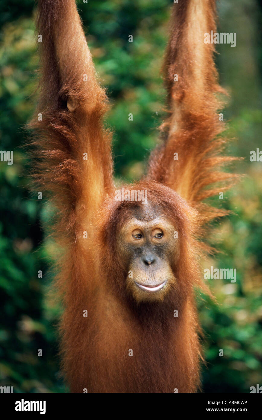 L'orang-outan, Pongo pygmaeus, en captivité Banque D'Images