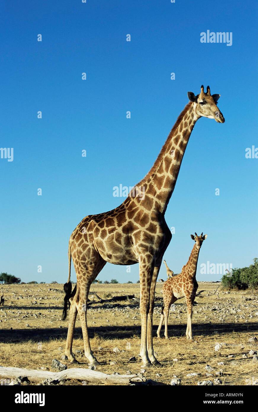 Girafe, Giraffa camelopardalis, Etosha National Park, Namibie, Afrique Banque D'Images