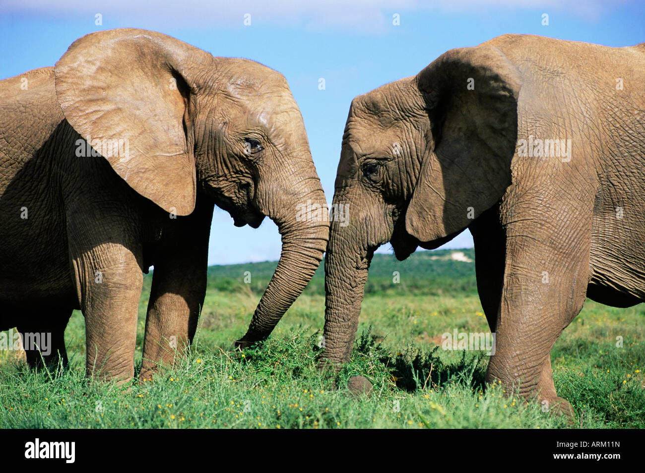 Deux éléphants d'Afrique, Loxodonta africana, Addo, Afrique du Sud, l'Afrique Banque D'Images