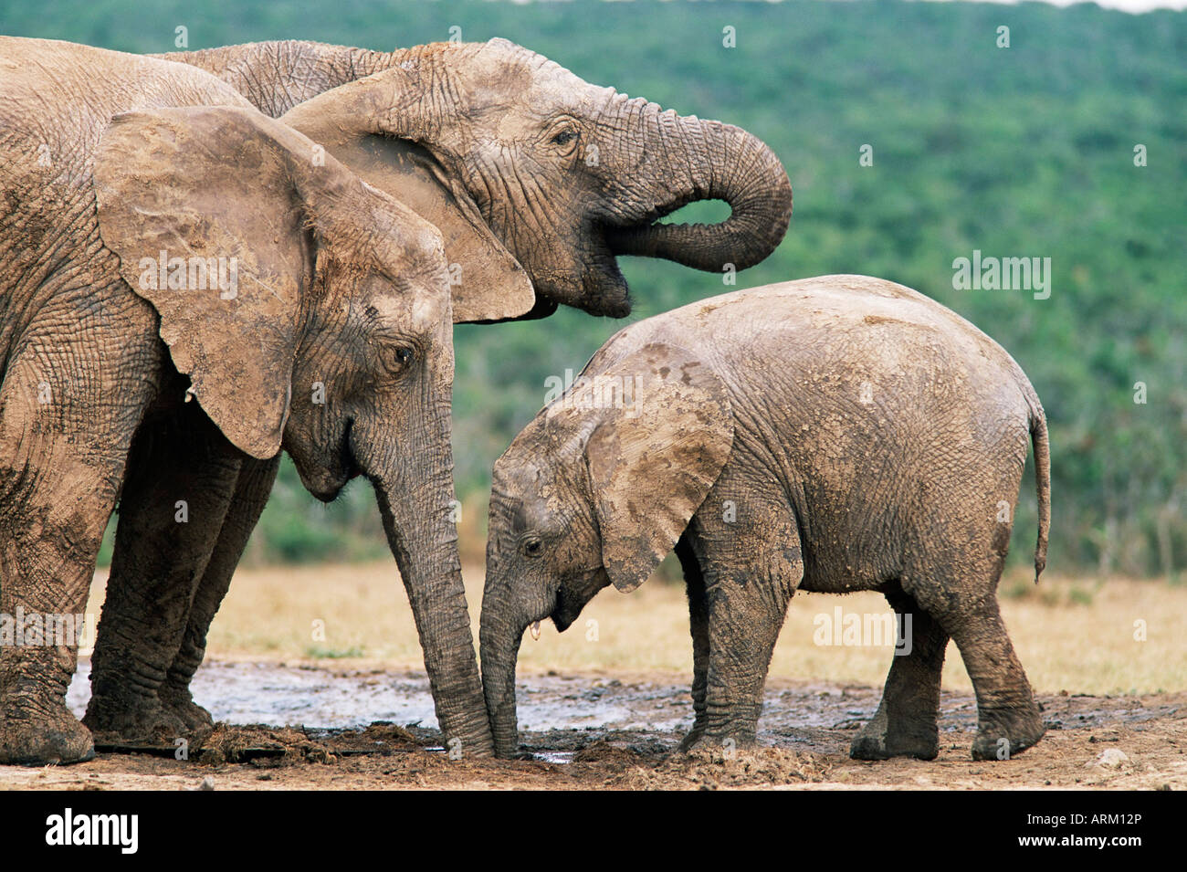 L'éléphant d'Afrique, Loxodonta africana, l'Addo National Park, Afrique du Sud, l'Afrique Banque D'Images