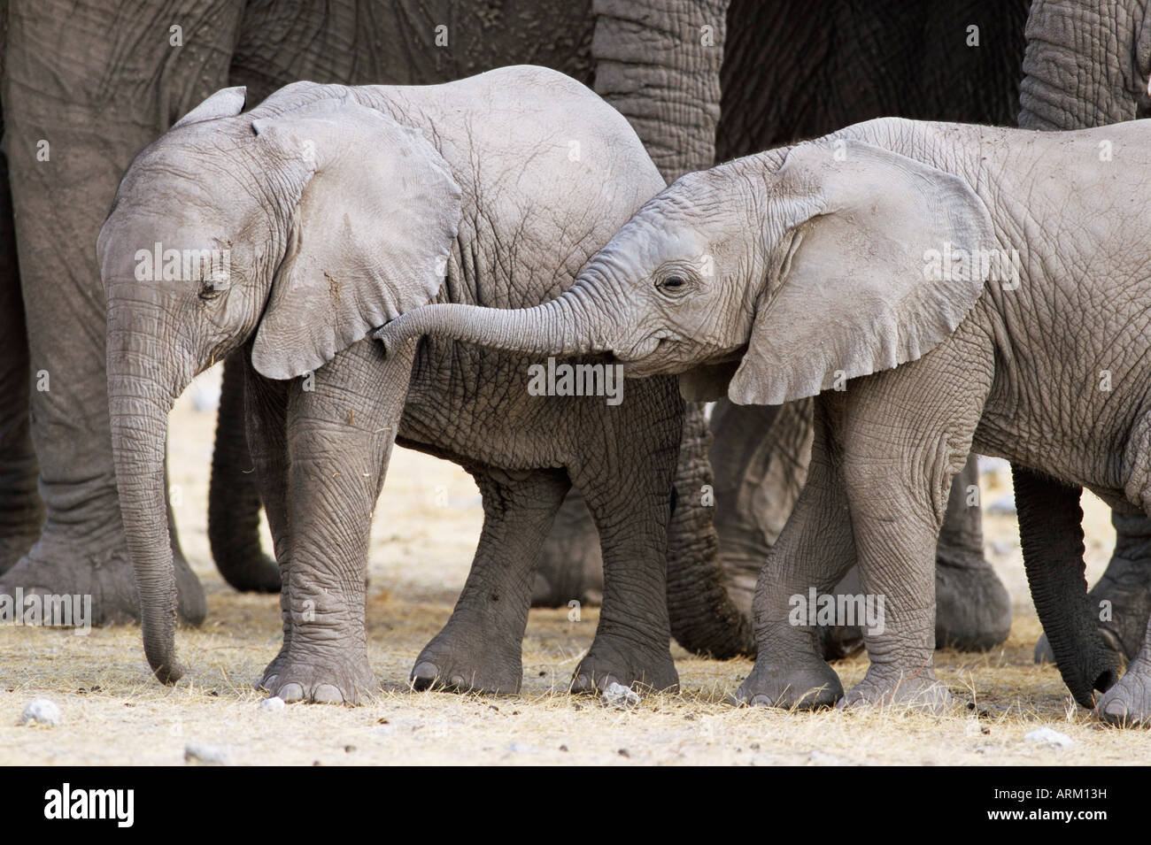 Bébé les éléphants d'Afrique, Loxodonta africana, Etosha National Park, Namibie, Afrique Banque D'Images