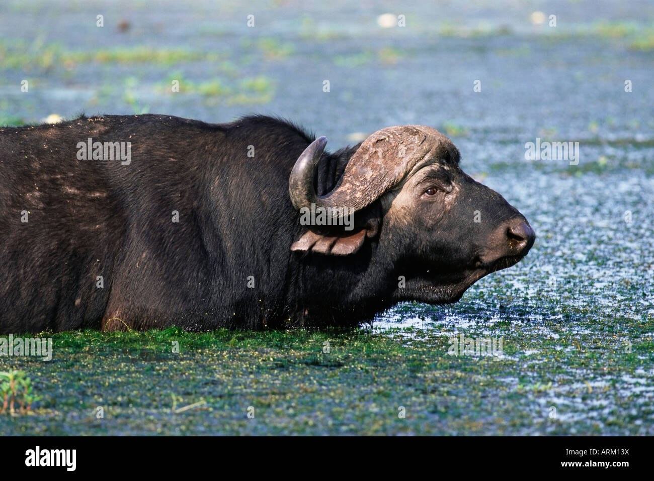 , Syncerus caffer, rafraîchir, Kruger National Park, Afrique du Sud, l'Afrique Banque D'Images