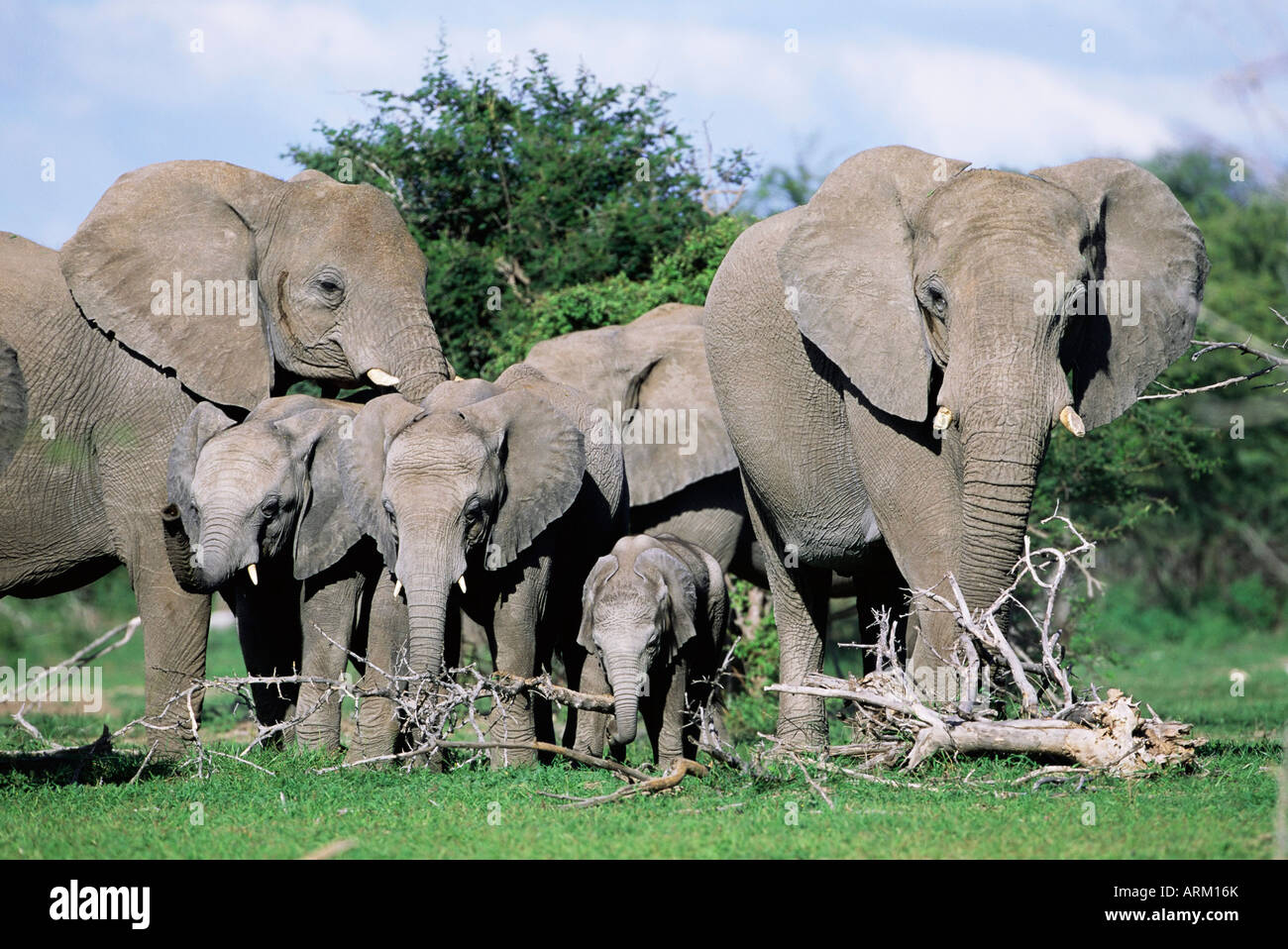Les éléphants d'Afrique, Loxodonta africana, groupe maternelle avec bébé, Etosha National Park, Namibie, Afrique Banque D'Images