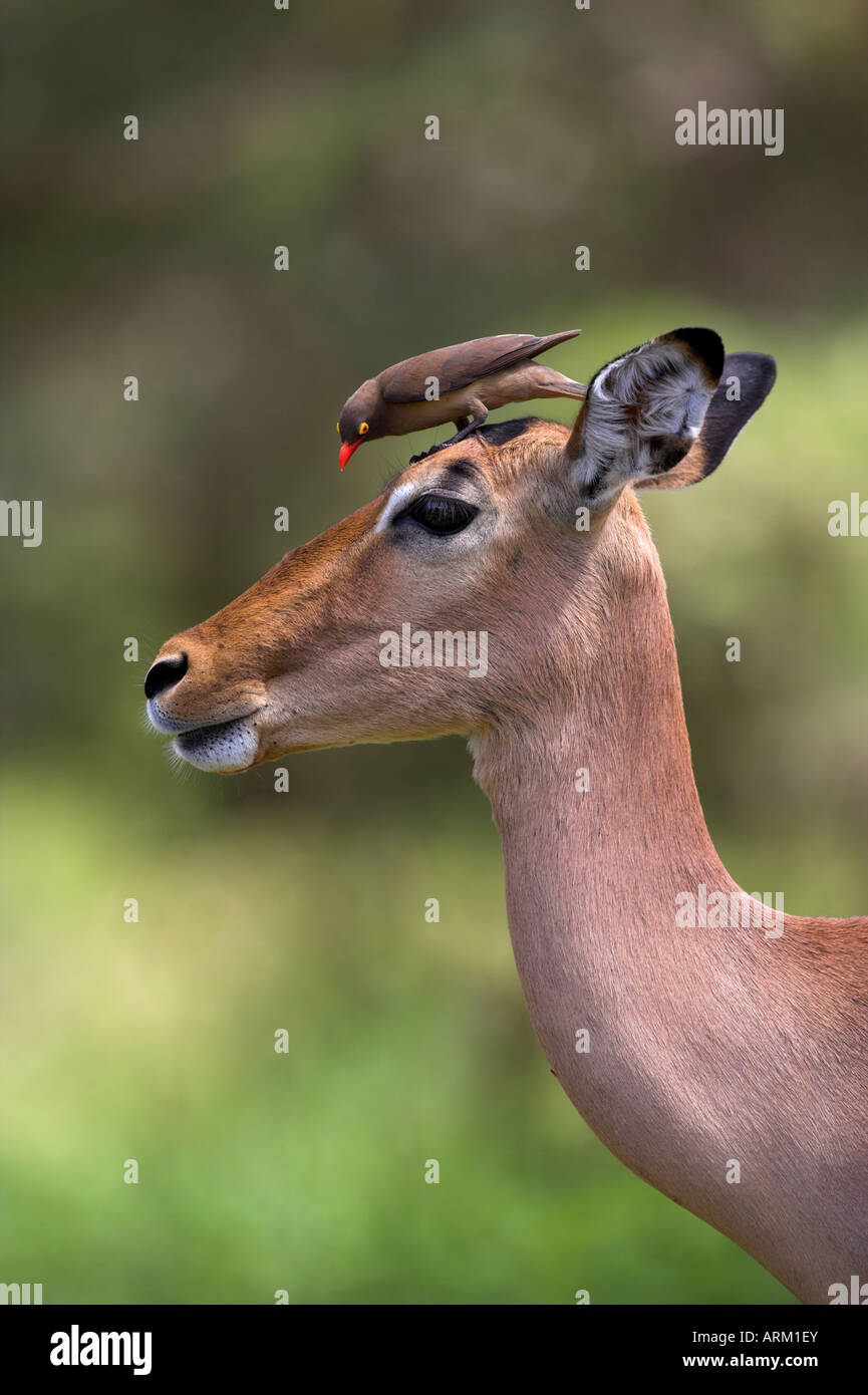Redbilled oxpecker femelle impala avec, Kruger National Park, Mpumalanga, Afrique du Sud Banque D'Images