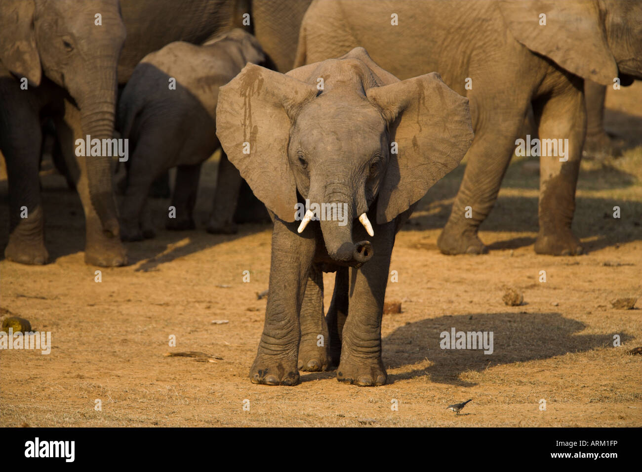 Bébé éléphant, Loxodonta africana, jusqu'au tronc avec de l'eau dans Addo Elephant National Park, Eastern Cape, Afrique du Sud Banque D'Images