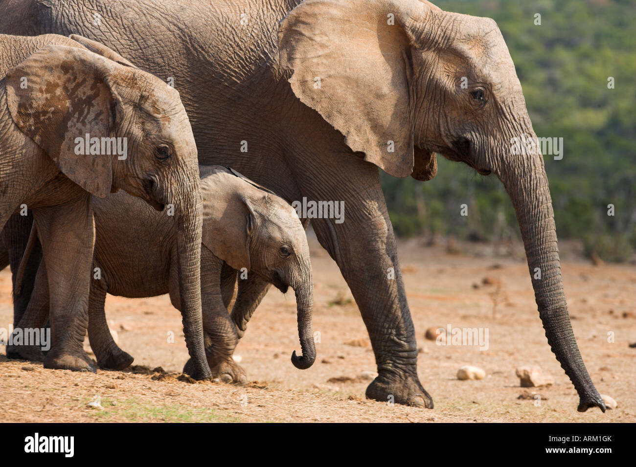 Groupe d'éléphants maternelle, Loxodonta africana, dans Addo Elephant National Park, Eastern Cape, Afrique du Sud Banque D'Images