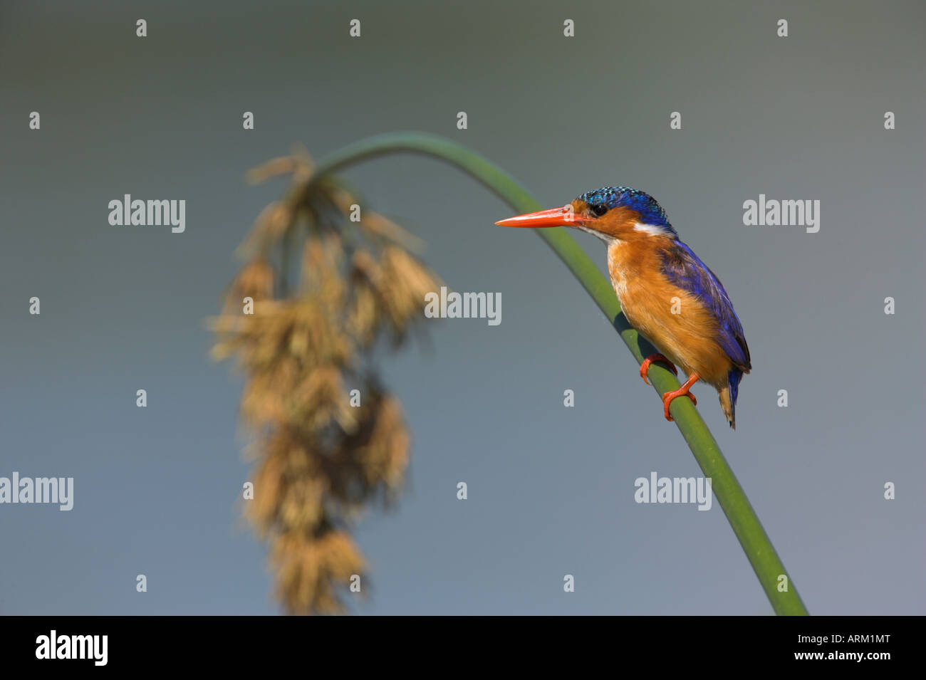 Martin-pêcheur huppé (Alcedo cristata) sur reed dans Kruger National Park, Mpumalanga, Afrique du Sud, l'Afrique Banque D'Images