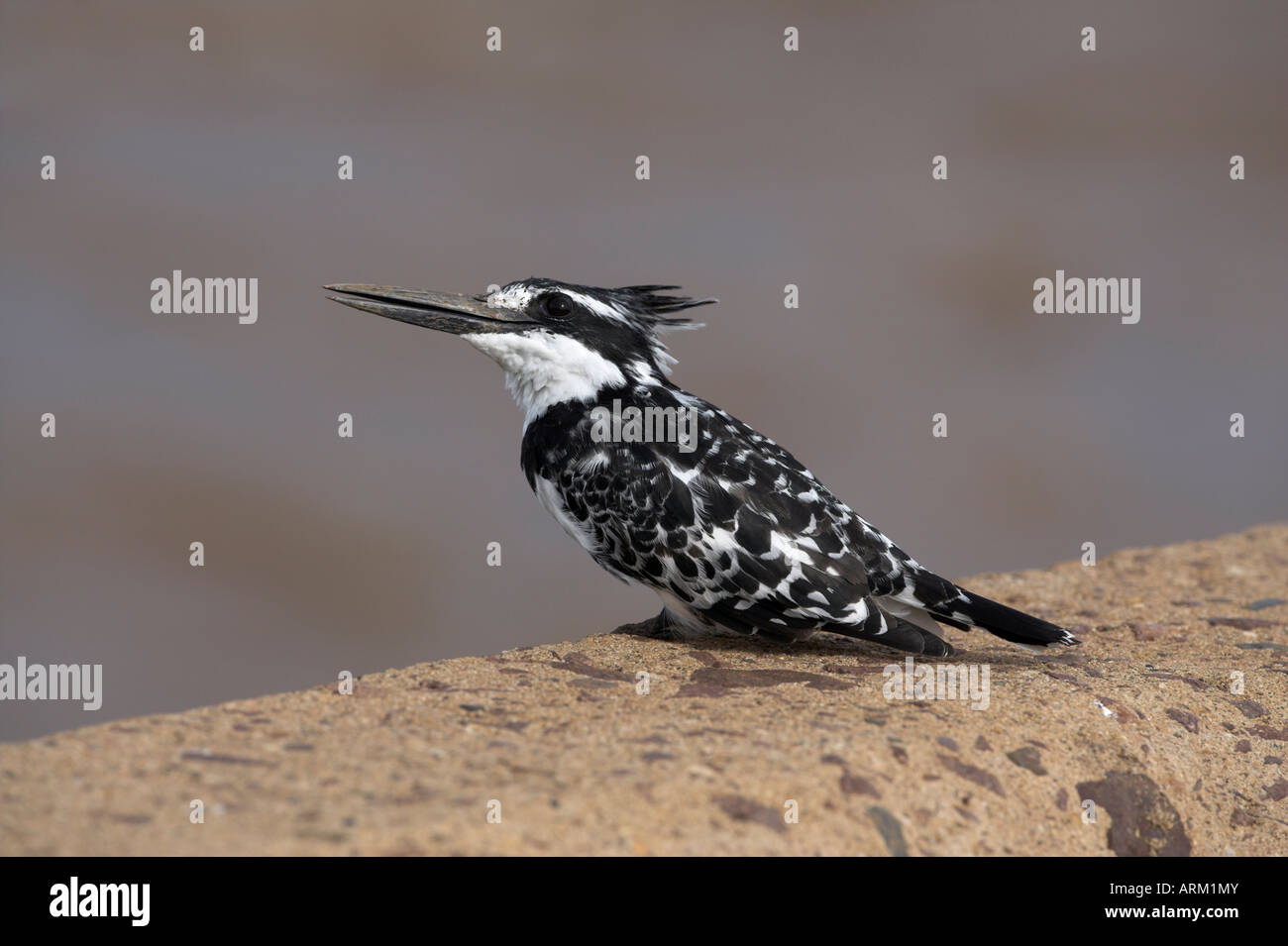 Martin-pêcheur pie (Ceryle rudis), pêche de la perche sur le pont dans le parc national Kruger, Mpumalanga, Afrique du Sud, l'Afrique Banque D'Images