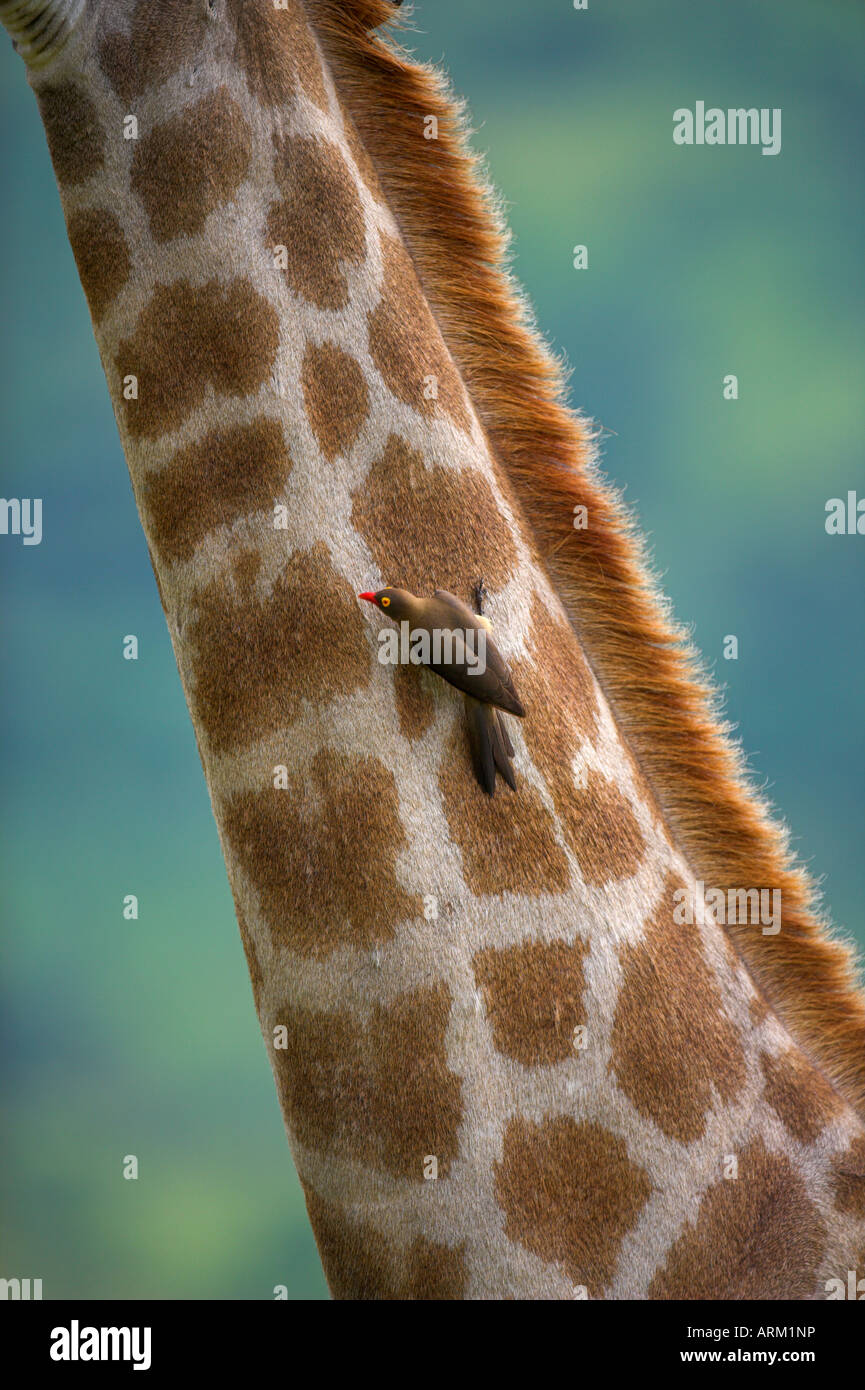 Redbilled oxpecker (Buphagus erythrorhynchus), sur giraffe, Kruger National Park, Afrique du Sud, l'Afrique Banque D'Images
