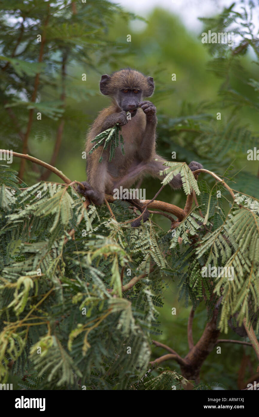 Jeune babouin chacma (Papio cynocephalus ursinus) jouant dans l'arbre, Kruger National Park, Mpumalanga, Afrique du Sud, l'Afrique Banque D'Images