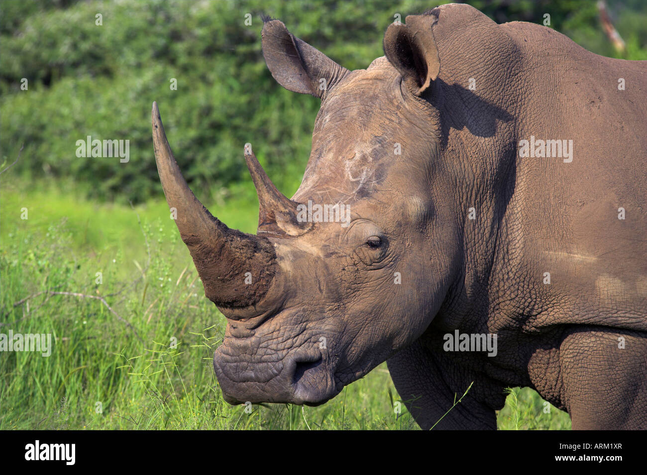 Le rhinocéros blanc (Ceratotherium simum), Réserve de Chasse Pilanesberg, Province du Nord-Ouest, Afrique du Sud, l'Afrique Banque D'Images