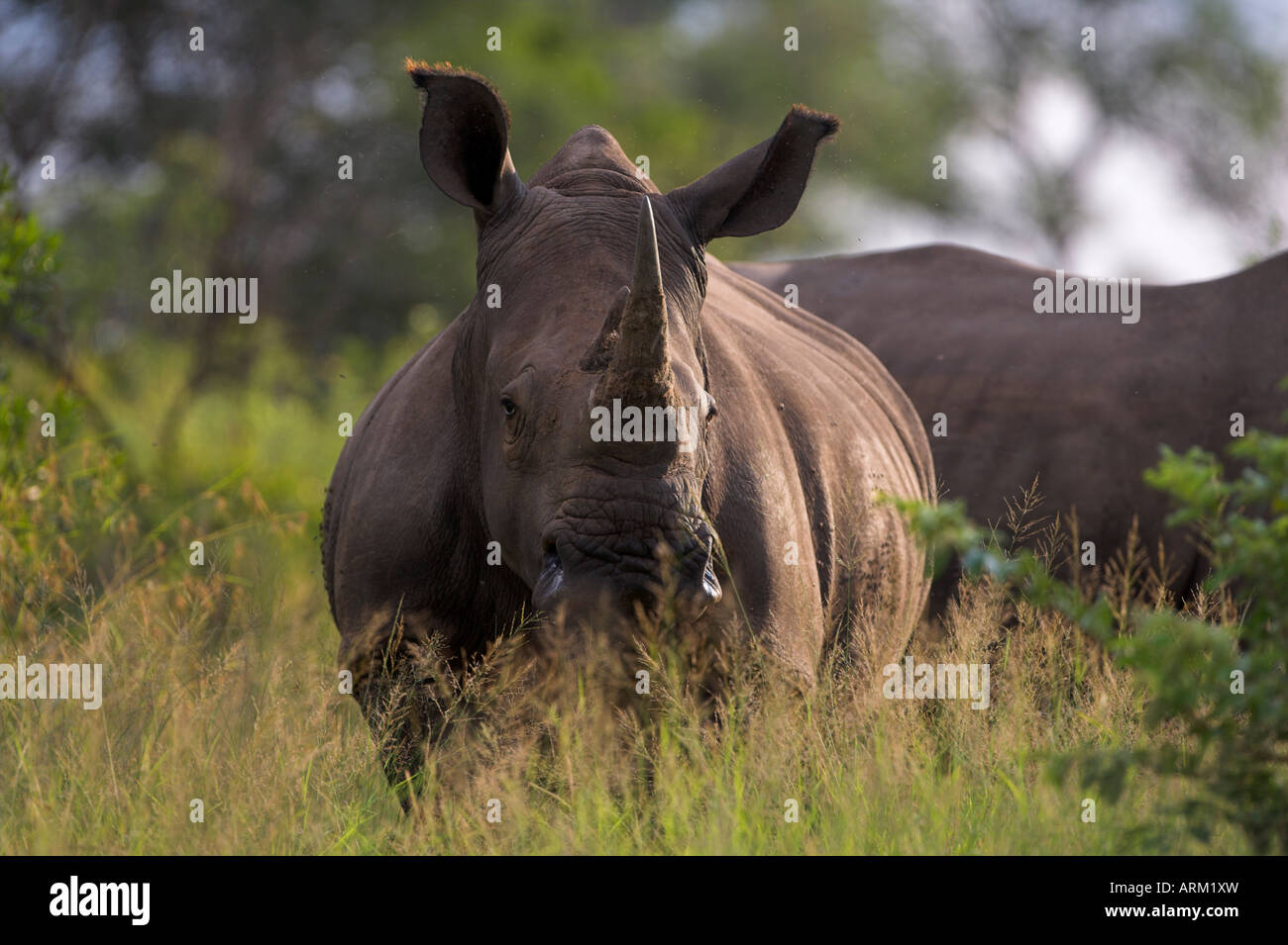 Le rhinocéros blanc (Ceratotherium simum), Kruger National Park, Afrique du Sud, l'Afrique Banque D'Images