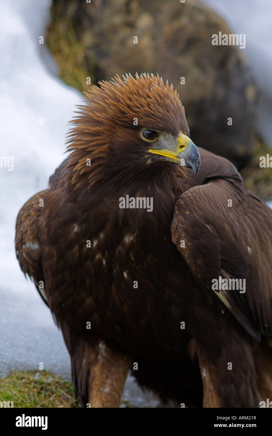 L'aigle royal (Aquila chrysaetos), dans la neige, captive, Royaume-Uni, Europe Banque D'Images
