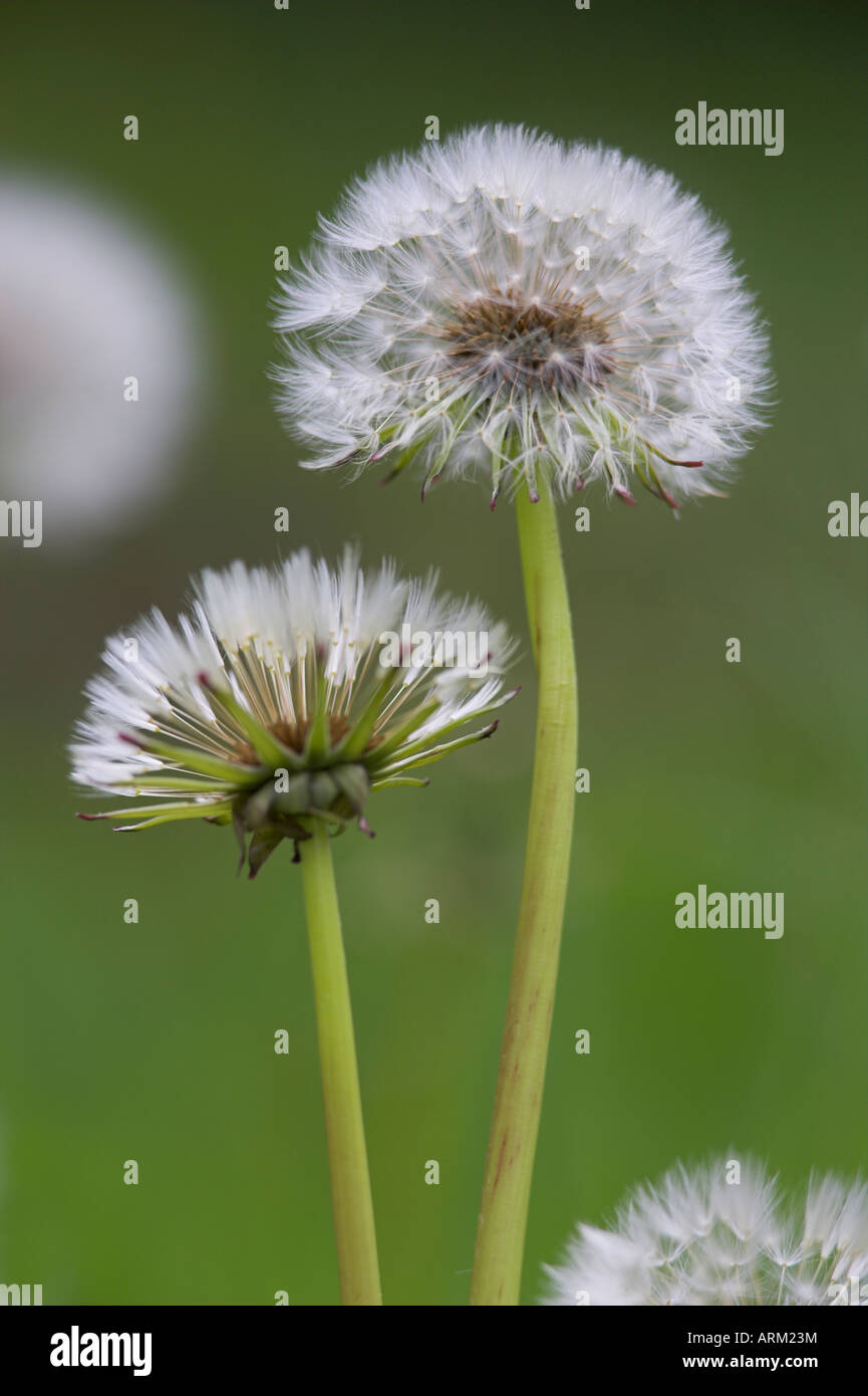 Seedheads pissenlit (Taraxacum officinale), Cumbria, Angleterre, Royaume-Uni, Europe Banque D'Images