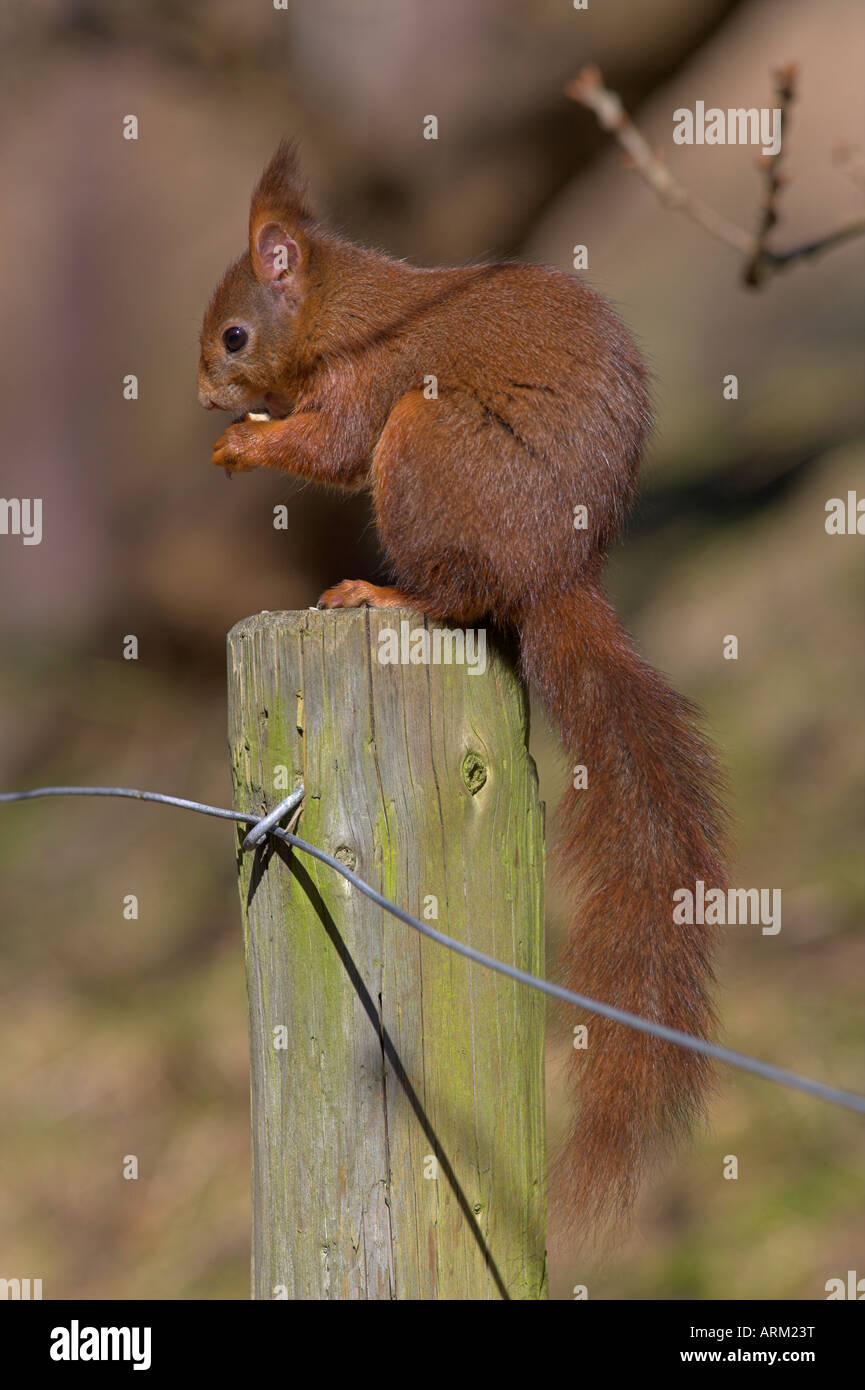 L'écureuil roux (Sciurus vulgaris), Formby, Liverpool, Angleterre, Royaume-Uni, Europe Banque D'Images