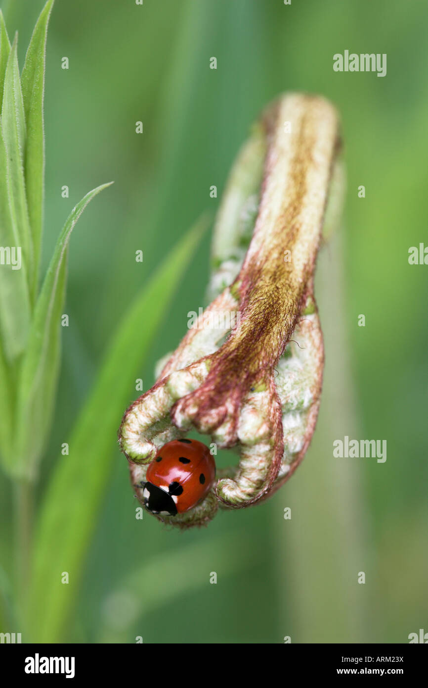 7-spot coccinelle (Coccinella septempunctata), Lancashire, Angleterre, Royaume-Uni, Europe Banque D'Images