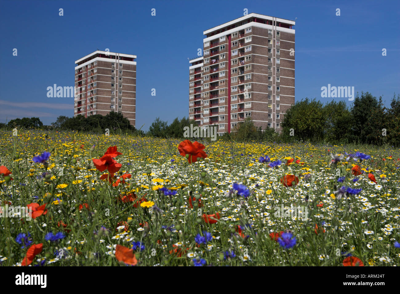 Un champ de fleurs sauvages d'été annuel en milieu urbain, de plus en plus ancien rugueux, Kirby, B-6637, Liverpool, Merseyside, Royaume-Uni Banque D'Images