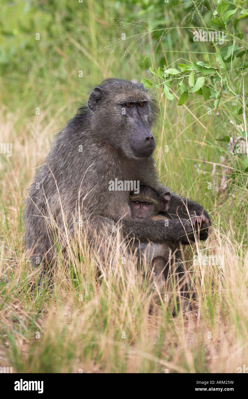 Babouin Chacma (Papio cynocephalus), avec l'enfant, Kruger National Park, Afrique du Sud, l'Afrique Banque D'Images