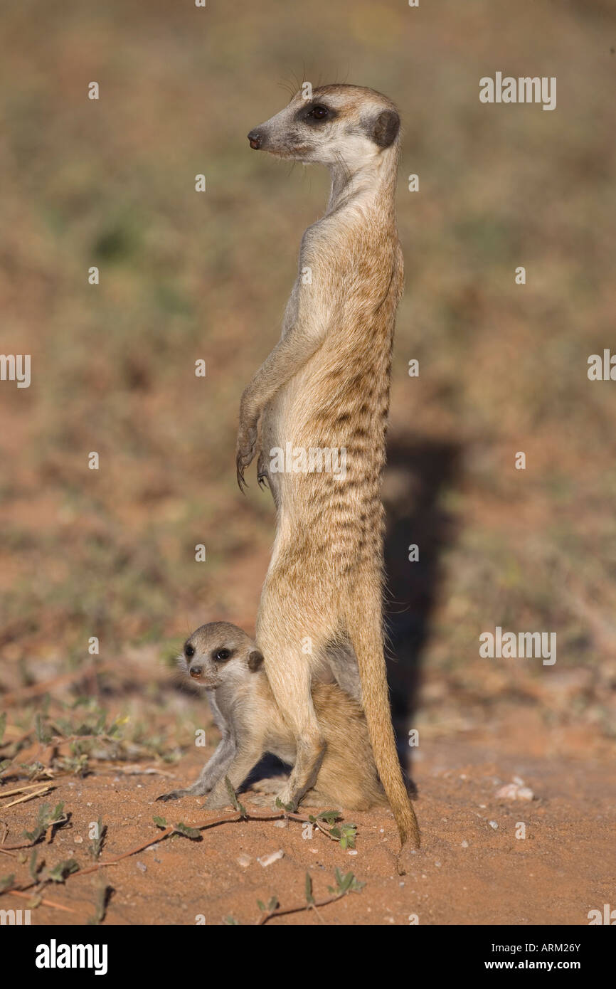 Meerka (Suricata suricatta) avec les jeunes, Kgalagadi Transfrontier Park, Afrique du Sud, l'Afrique Banque D'Images