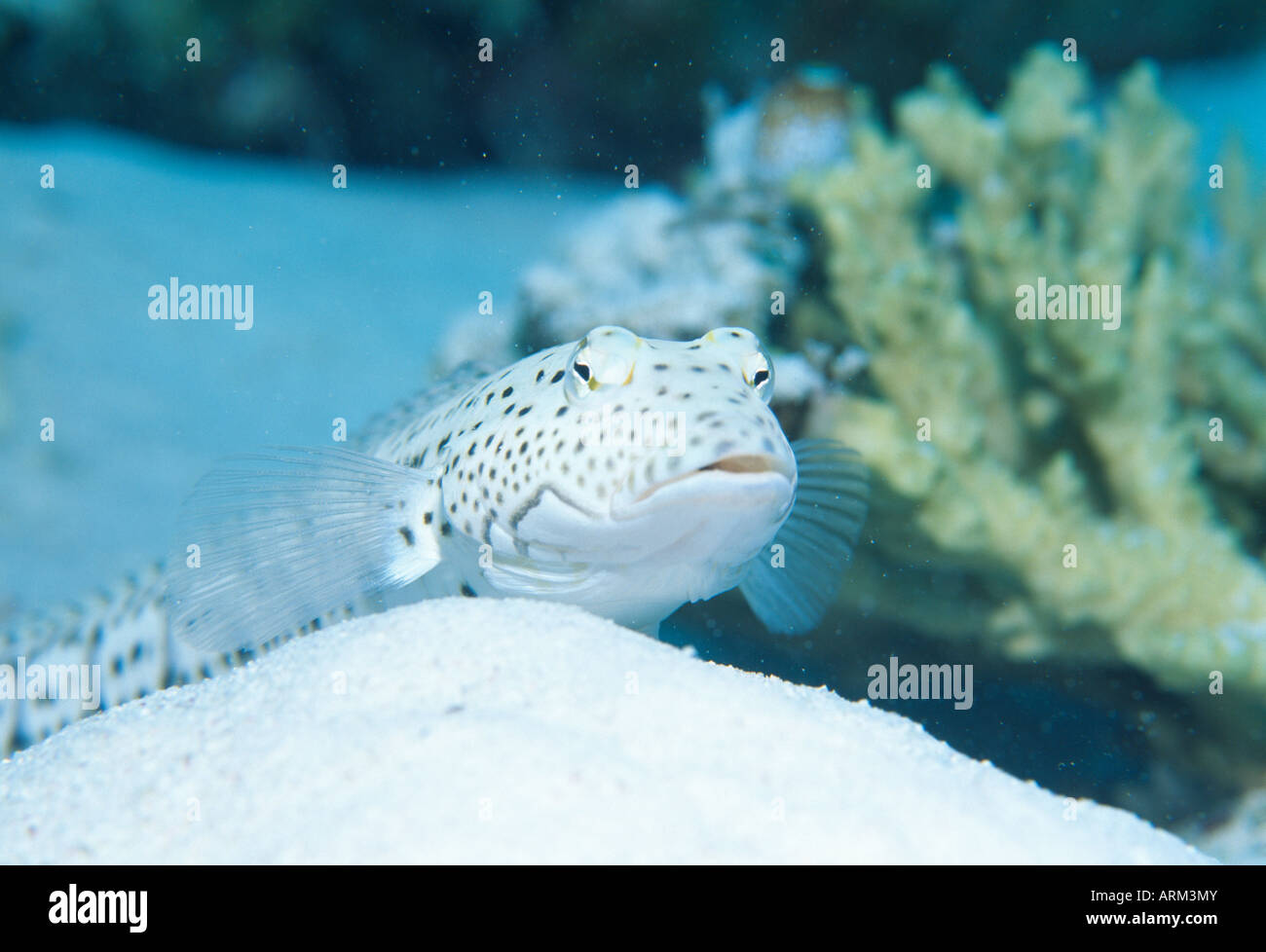 Polyophthalma sandperch (Parapercis mouchetée), Okinawa, Japon Banque D'Images