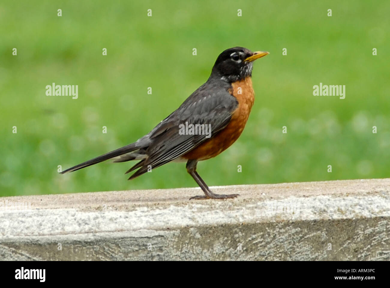 Robin à poitrine rouge est l'oiseau de l'état du Wisconsin Wisconsin Michigan Banque D'Images