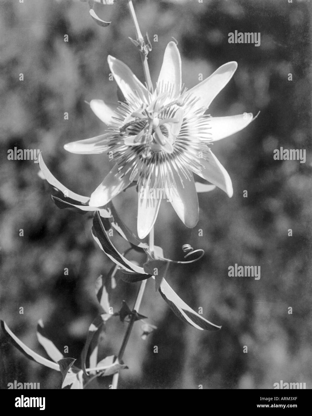 VRB101328 fleur sauvage de Pauri Gharwal Himalaya Uttaranchal Inde 1940 s Banque D'Images