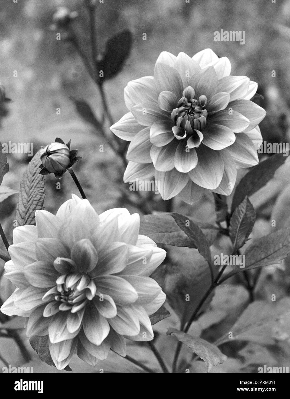 VRB101329 Deux Dahlia fleurs en pleine floraison l'Inde 1940 Banque D'Images