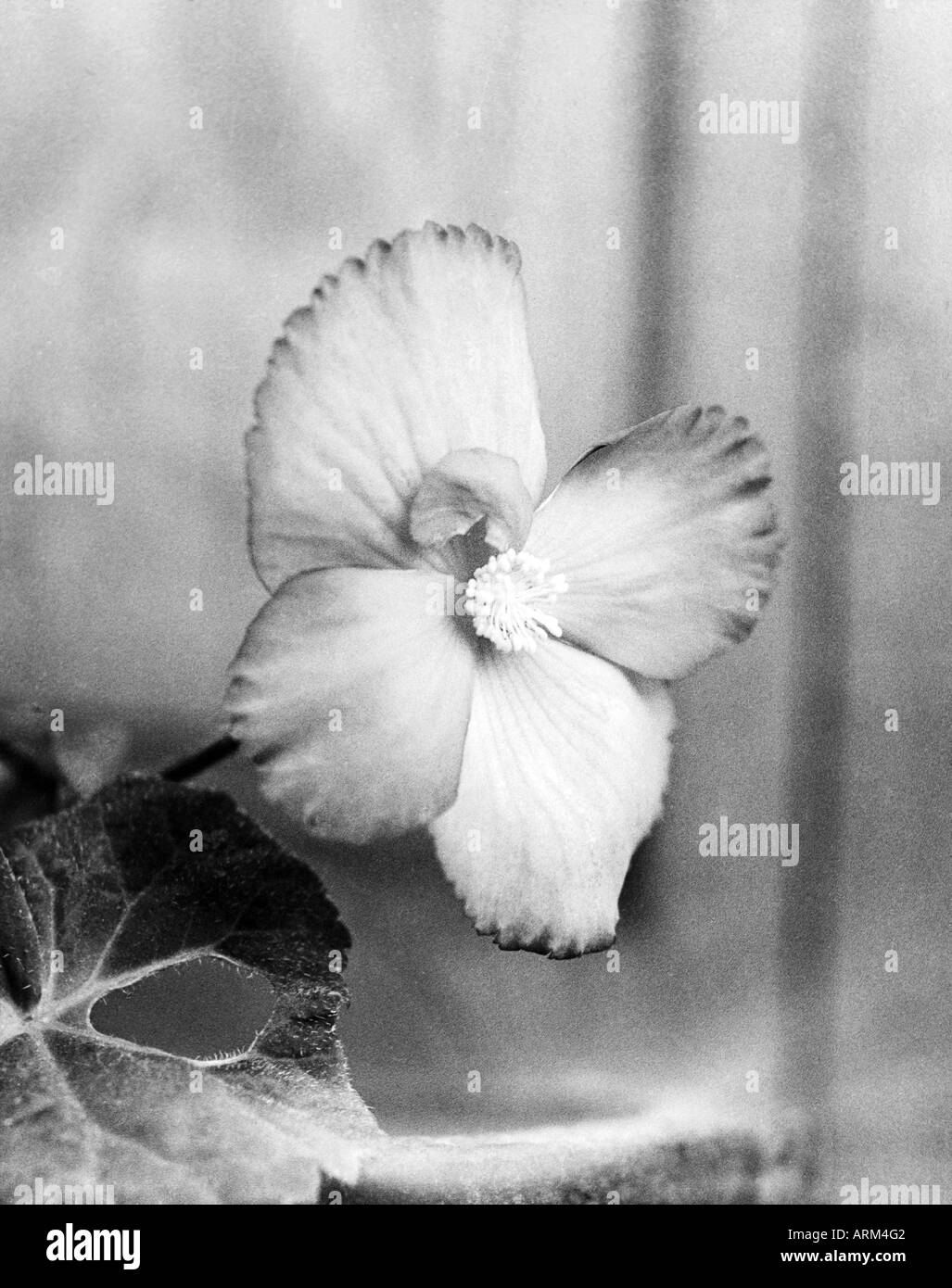 VRB101336 himalayen sauvage fleur avec leaf Uttaranchal Inde 1940 Banque D'Images