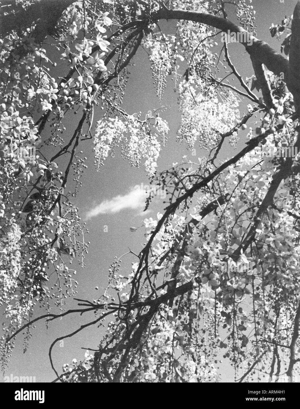 VRB101343 arbres au début du printemps dans les Himalaya, l'Uttaranchal Inde 1940 s Banque D'Images