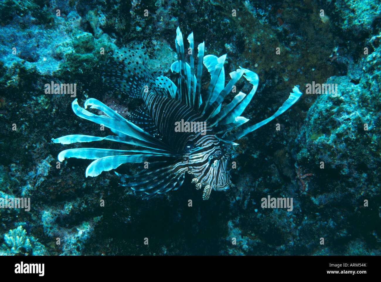 Luna (poissons-papillons Pterois lunulata), Okinawa, Japon Banque D'Images