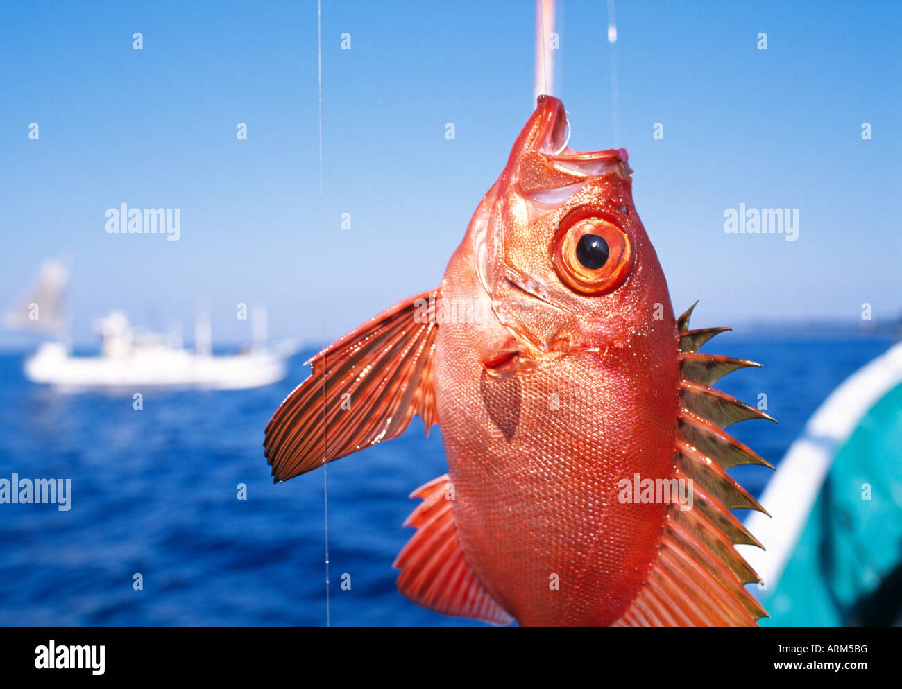 Schneider poisson (Cookeolus boops), MIE, Japon Banque D'Images