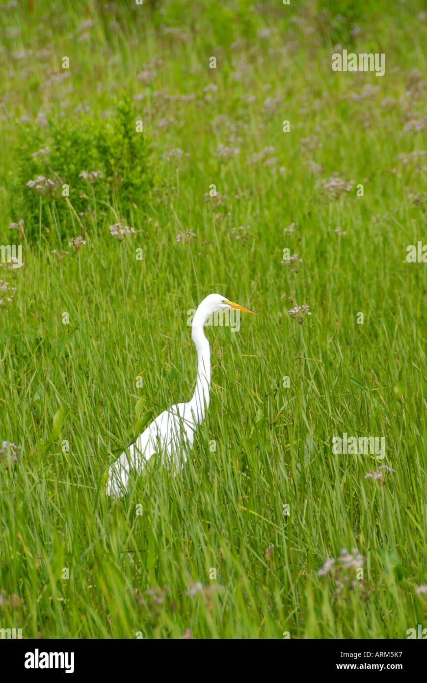 Grand Héron blanc Ottawa National Wildlife Refuge sur le lac Érié près de Toledo Ohio OH Banque D'Images